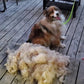 Fur brush for cats and dogs